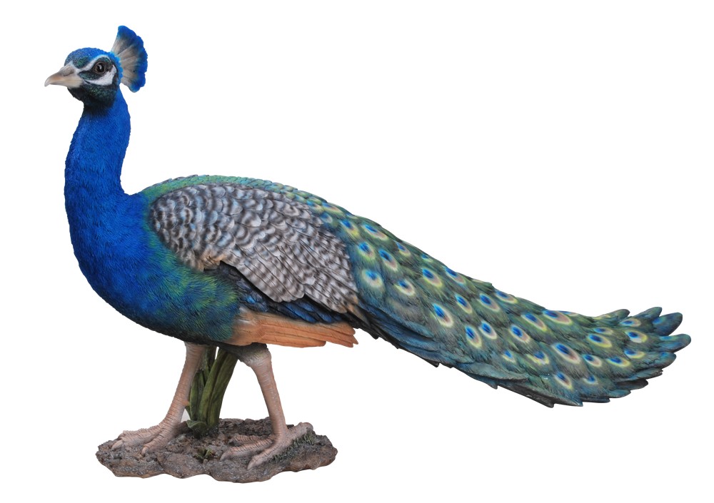 Vivid Arts Real Life Peacock Size B