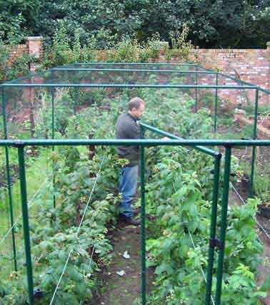 6ft High Deluxe Fruit Cage Green
