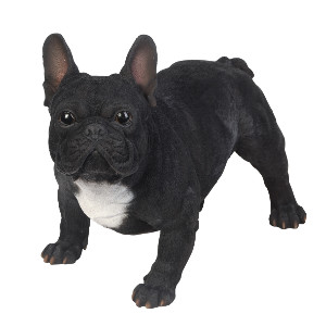 Vivid Arts Real Life French BlackWhite Bulldog Size A