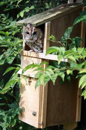 Image of Tawny Owl Box