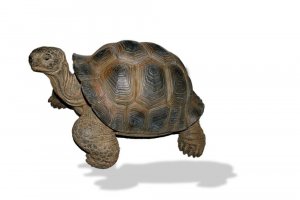 Vivid Arts Real Life Giant Tortoise - Size D
