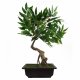 Leaf Design 50cm Artificial Ruscus Acacia Bonsai Tree