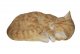 Vivid Arts Real Life Sleeping Cat Ginger - Size B