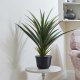 Smart Garden Spiky Sisal Indoor Plant