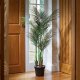 Smart Garden Phoenix Palm 137cm Indoor Plant