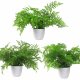 Leaf Design Pack of 3 x 30cm Artificial Ferns Southern Wood Lady and Royal (Potted)