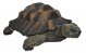 Vivid Arts Natures Friends Tortoise - Size B