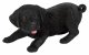 Vivid Arts Active Pups Black Labrador (Size D)