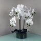 Leaf Design 50cm Artificial Orchid with Glass Planter (White)