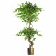 Leaf Design 150cm Twisted Trunk Artificial Japanese Fruticosa Ficus Tree Gold Planter