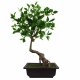 Leaf Design 50cm Artificial Ficus Bonsai Tree