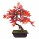Leaf Design 50cm Artificial Red Maple Bonsai Tree