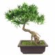 Leaf Design 40cm Artificial Podocarpus Pine Bonsai Tree