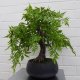 Leaf Design 50cm Artificial Luxury Ficus Bonsai Tree