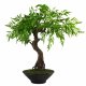 Leaf Design 45cm Artificial Twisted Ficus Bonsai Tree