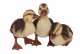 Vivid Arts Real Life Group of Three Ducklings (Size D)