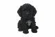 Vivid Arts Pet Pals Black Cockapoo Puppy (Size F)