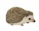 Vivid Arts Pet Pals Pygmy Hedgehog (Size F)