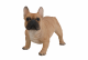 Vivid Arts Real Life French Golden Bulldog - Size A