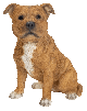 Vivid Arts Real Life Tan Staffordshire Terrier (Size D)