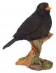 Vivid Arts WBC Blackbird (Size D)