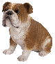 Vivid Arts Real Life Bulldog (Size D)