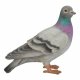 Vivid Arts Real Life Pigeon (Size D)