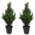 Leaf Design 60cm Pair of Artificial Cedar Cypress Topiary UV Resistant
