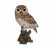 Vivid Arts Real Life Little Owl - Size D