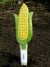 Veggie Stikks Corn - Vegetable Labelling