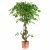 Leaf Design 120cm Twisted Trunk Artificial Japanese Fruticosa Style Ficus Tree
