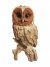 Vivid Arts Wood Life Tawny Owl - Size B