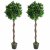 Leaf Design Pair of 120cm (4ft) Twisted Stem Artificial Topiary Bay Laurel Ball Trees