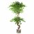 Leaf Design 150cm Twisted Trunk Artificial Japanese Fruticosa Ficus Tree Silver Planter