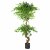 Leaf Design 150cm Twisted Trunk Artificial Japanese Fruticosa Ficus Tree Black Planter