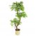 Leaf Design 140cm Realistic Artificial Japanese Fruticosa Tree Ficus Tree Gold Metal Brushed Brass Planter