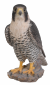 Vivid Arts Peregrine Falcon - Size B