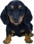 Vivid Arts Black and Brown Dachshund Puppy (Size F)
