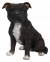 Vivid Arts Real Life Staffordshire Terrier (Size D)