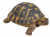 Vivid Arts Real Life Hermann Tortoise - Size F