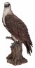 Vivid Arts WBC Osprey (Size A)