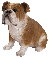 Vivid Arts Real Life Bulldog (Size D)