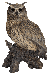 Vivid Arts Real Life Eagle Owl (Size B)