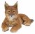 Vivid Arts Real Life Laying Lynx (Size A)