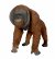 Vivid Arts Real Life Active Orangutan (Size D)