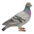 Vivid Arts Real Life Pigeon (Size D)