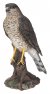 Vivid Arts Real Life Sparrowhawk - Size D